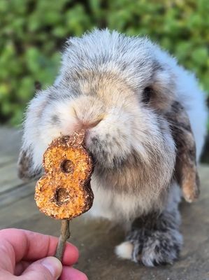 Number Cookie Lollipop Number Cookie Lollipop