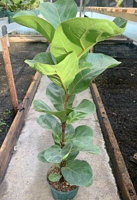 Ficus Lyrata "Fiddle Leaf Fig"