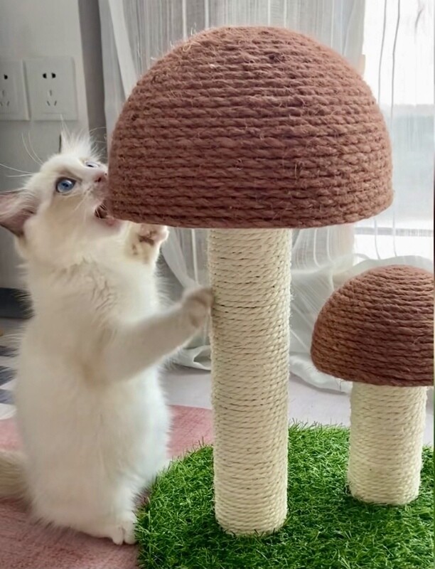 Mushroom Cat Scratcher