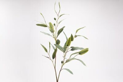 Eucalyptus Saligna H107 VE