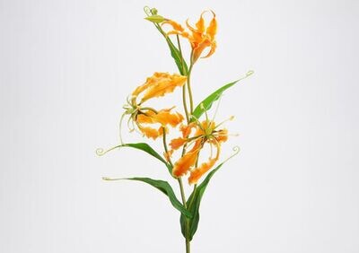 Gloriosa Lily H76 or
