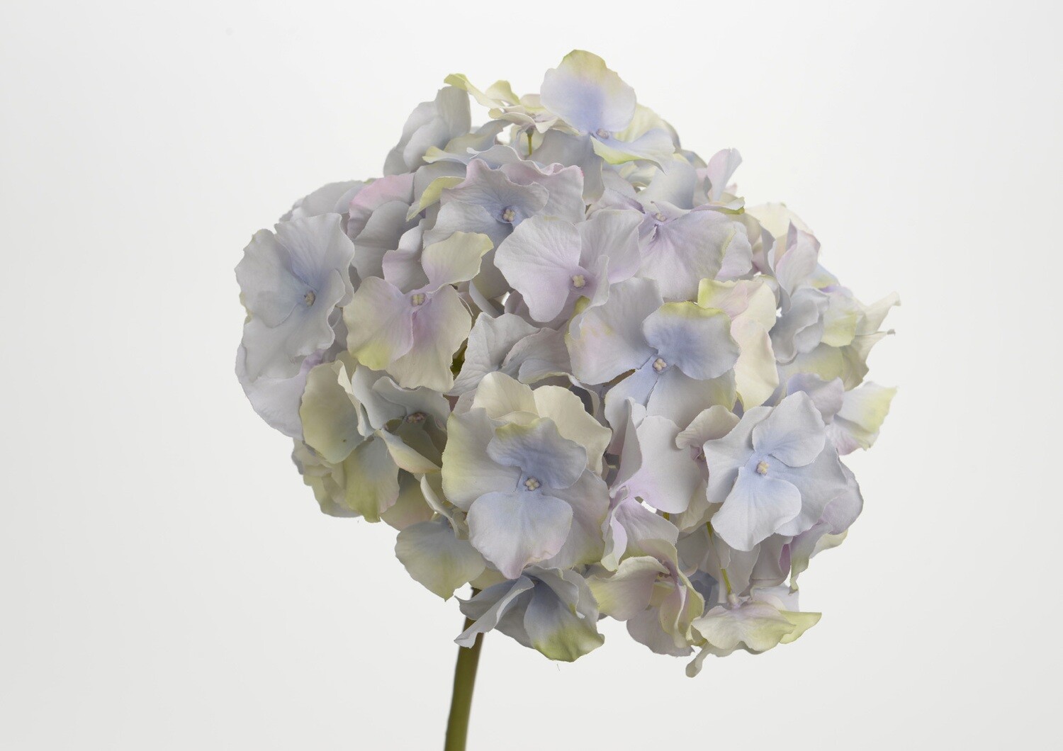 Hortensia altona h48 blanc