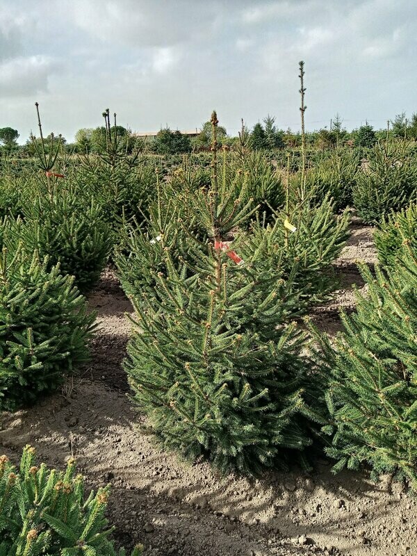Sapin de Noël - Epicéa- 100/150cm coupé + pied Sapin de Noël - Epicéa- 100/150cm coupé + pied