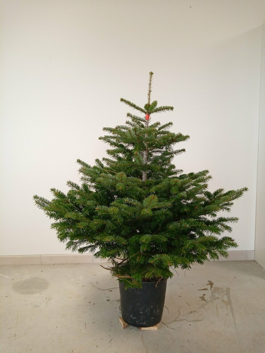 Sapin de Noël - Nordmann- 100/125cm motte en pot