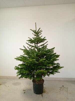 Sapin de Noël - Nordmann- 125/150cm motte en pot Sapin de Noël - Nordmann- 125/150cm motte en pot