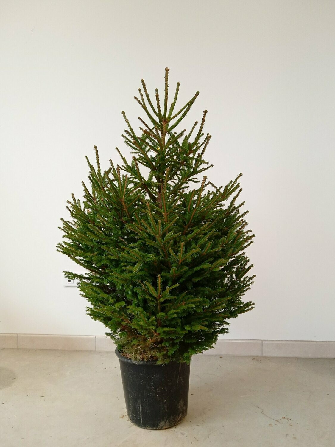 Sapin de Noël- Epicéa 80/100cm motte en pot