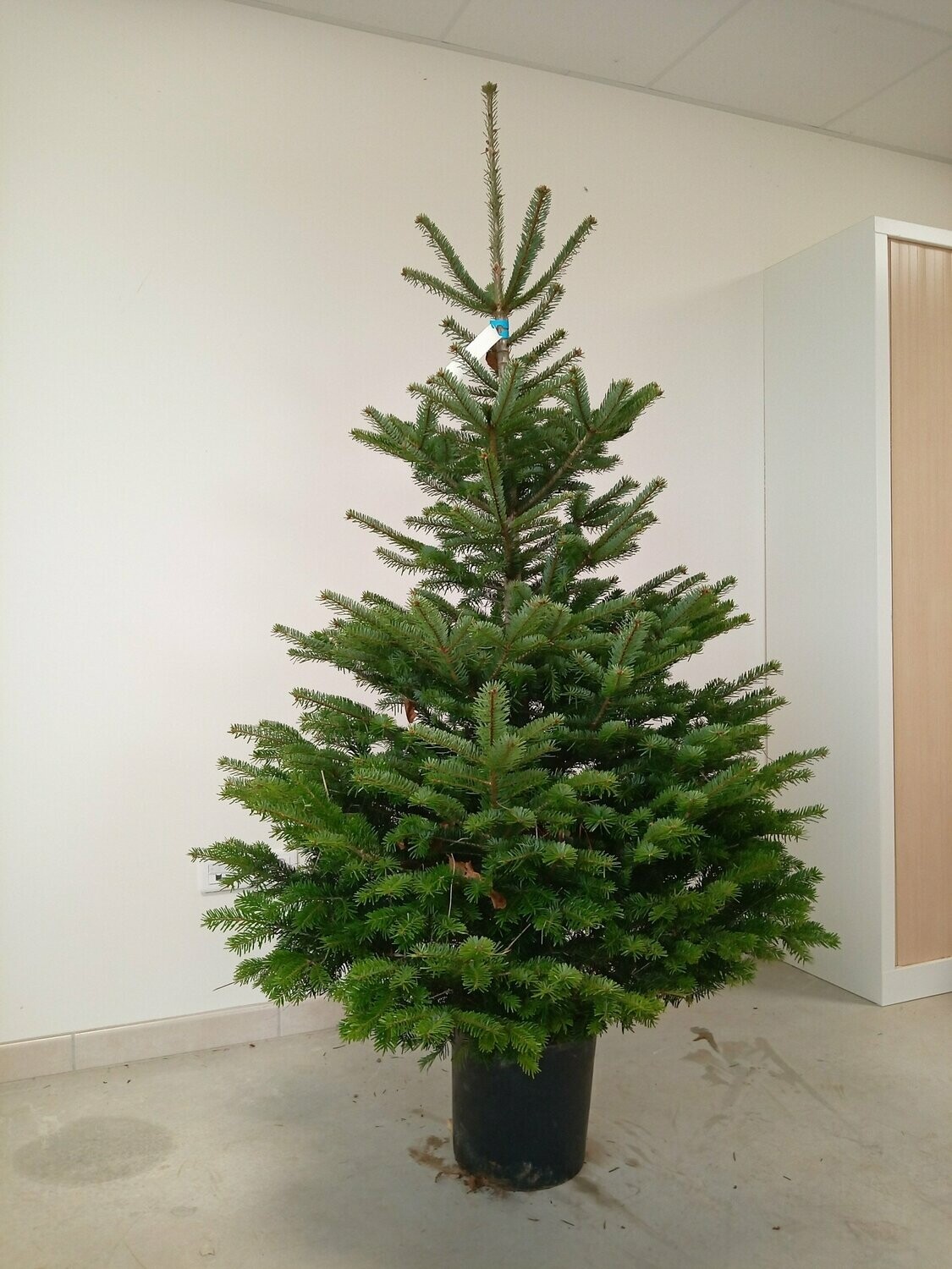 Sapin de Noël Nordmann 150/175cm motte en pot