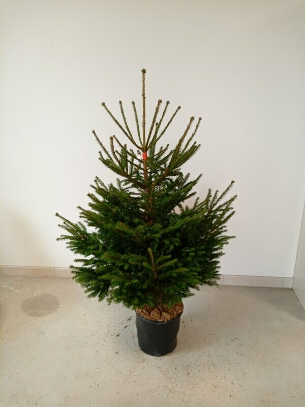 Sapin de Noël- Epicéa 100/125cm motte en pot