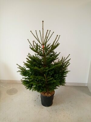Sapin de Noël- Epicéa 100/125cm motte en pot Sapin de Noël- Epicéa 100/125cm motte en pot