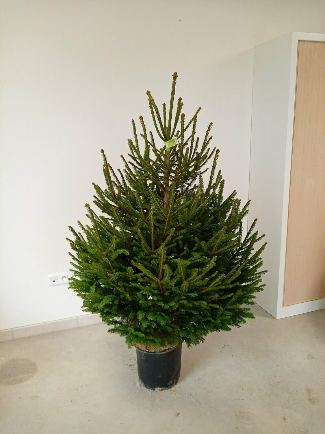 Sapin de Noël- Epicéa 125/150cm motte en pot Sapin de Noël- Epicéa 125/150cm motte en pot