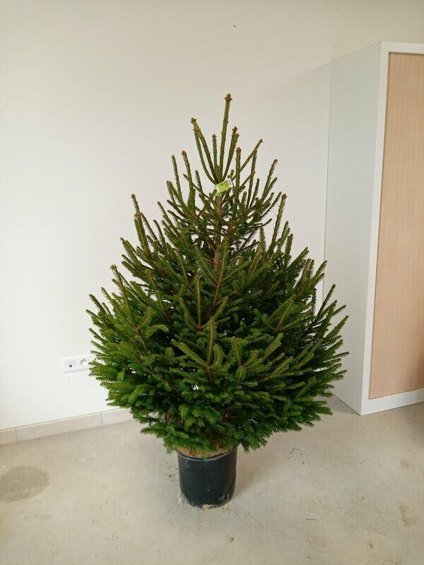 Sapin de Noël- Epicéa 125/150cm motte en pot