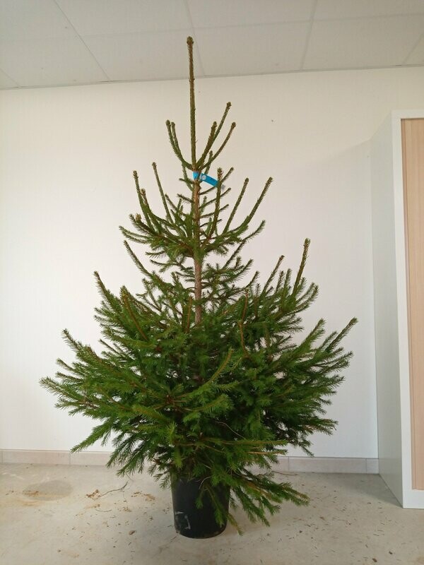 Sapin de Noël- Epicéa 150/175cm motte en pot