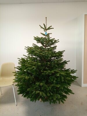 Sapin de Noël - Nordmann-150/175cm coupé + pied