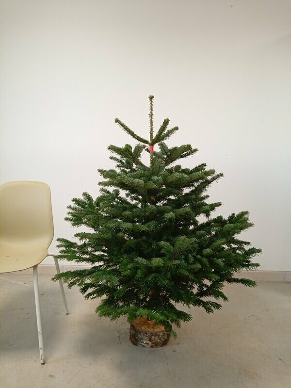 Sapin de Noël - Nordmann- 100/125cm coupé + pied Sapin de Noël - Nordmann- 100/125cm coupé + pied