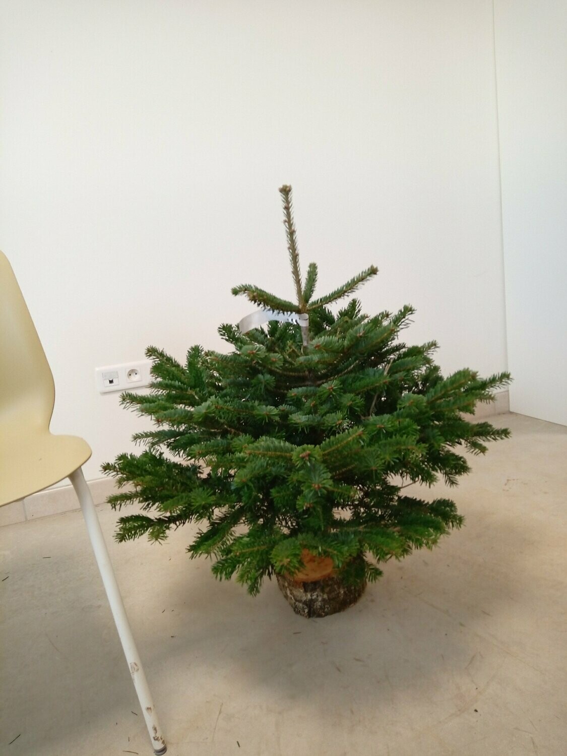 Sapin de Noël - Nordmann- 60/80cm coupé + pied Sapin de Noël - Nordmann- 60/80cm coupé + pied