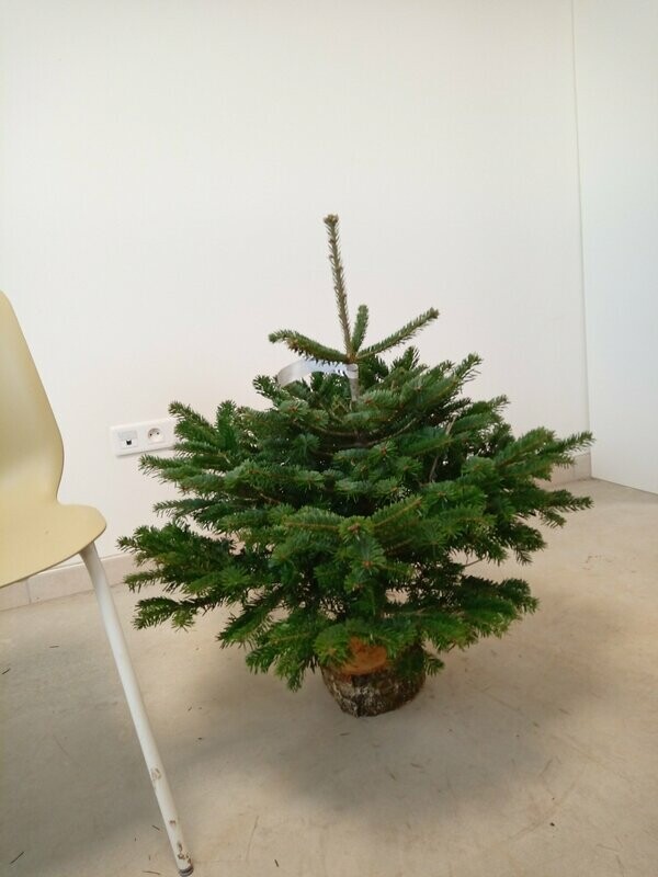 Sapin de Noël - Nordmann- 60/80cm coupé + pied Sapin de Noël - Nordmann- 60/80cm coupé + pied