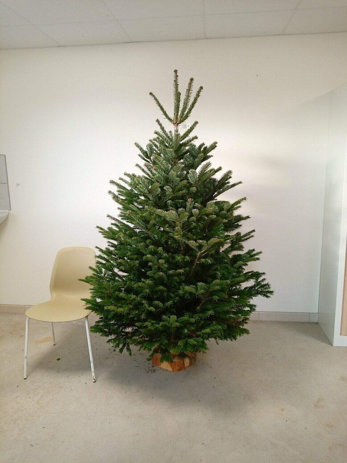 Sapin de Noël - Nordmann- 175/200cm coupé + pied