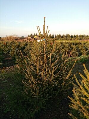 Sapin de Noël - Epicéa- 150/200cm coupé + pied Sapin de Noël - Epicéa- 150/200cm coupé + pied
