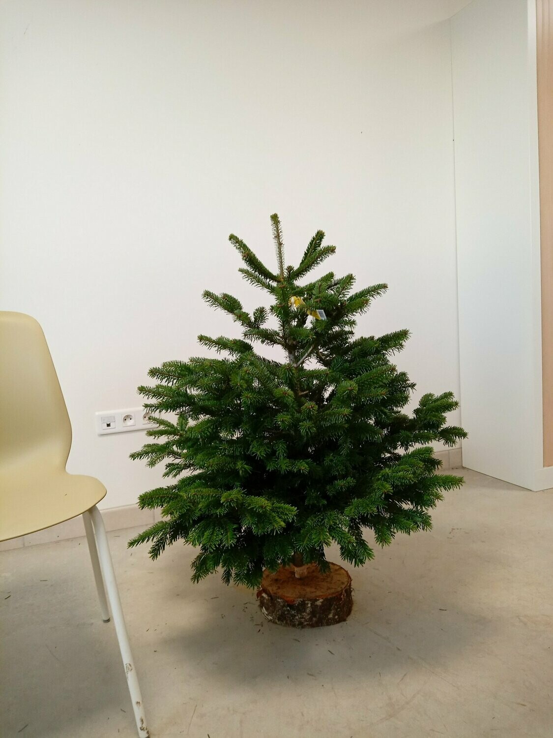 Sapin de Noël - Nordmann- 80/100cm coupé + pied Sapin de Noël - Nordmann- 80/100cm coupé + pied