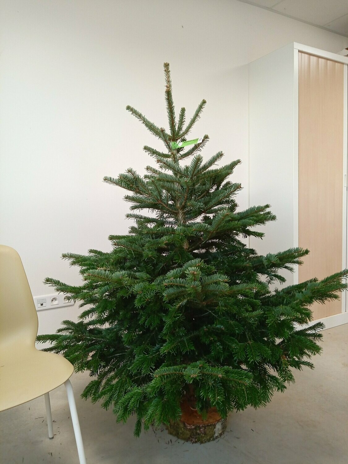 Sapin de Noël - Nordmann-125/150cm coupé + pied