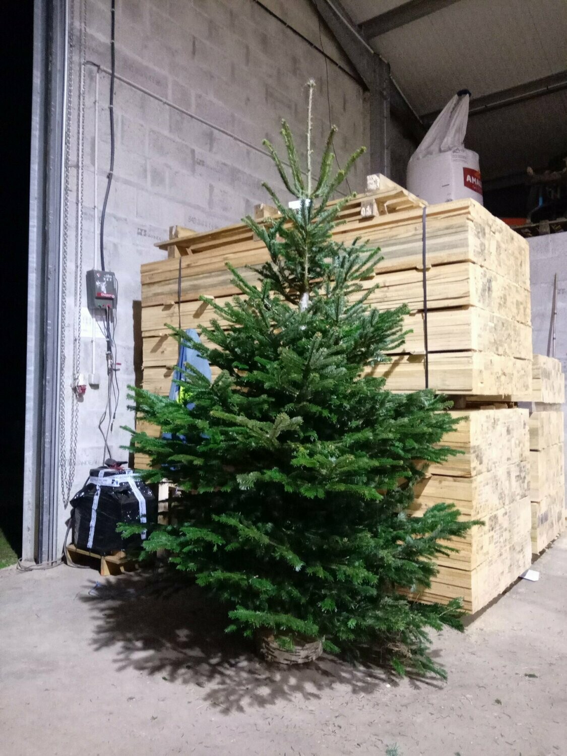 Sapin de Noël - Nordmann- 200/250cm coupé + pied