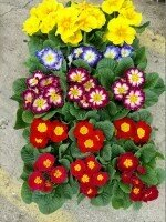 PRIMEVERE des jardins POT DE 10cm, lot de 6 plantes, en mélange. PRIMEVERE des jardins POT DE 10cm, lot de 6 plantes, en mélange.