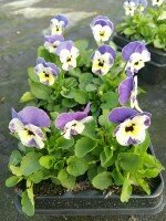 VIOLA CORNUTA Motte 0.3L, 12 plants,  couleur varie