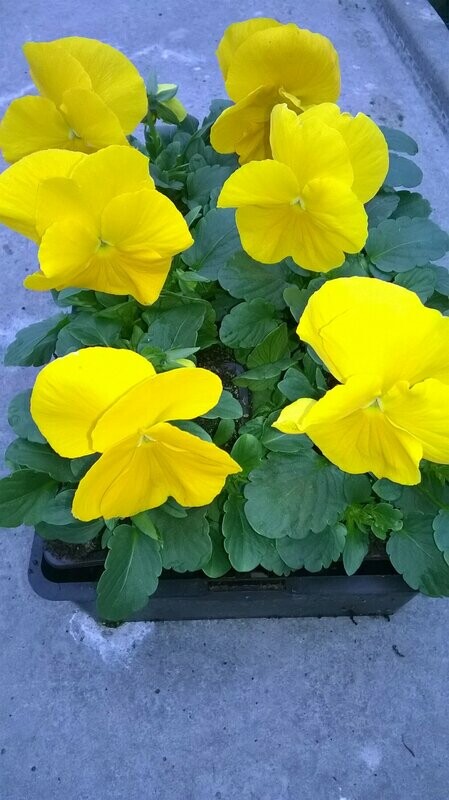 PENSEE Godet 8, 6 plants JAUNE PUR