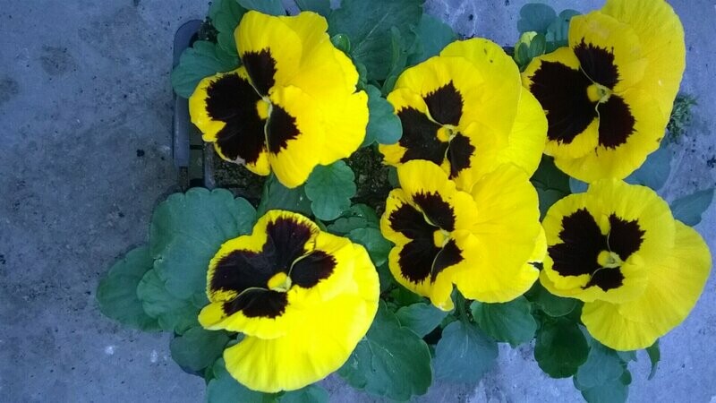 PENSEE Godet 8, 6 plants JAUNE MACULE