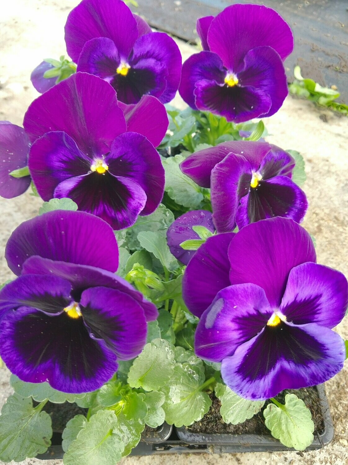 PENSEE Godet 8, 6 plants BLEU