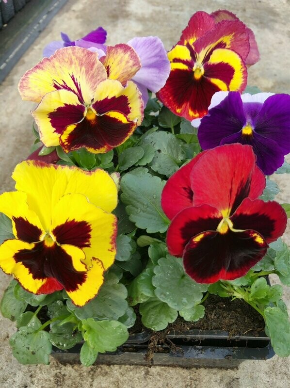 PENSEE  Godet 8, 6 plants MELANGE