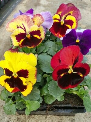 PENSEE  Godet 8, 6 plants MELANGE