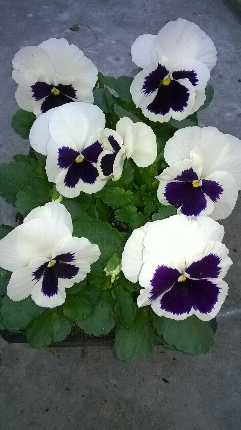 PENSEE Godet 8, 6 plants BLANC MACULE