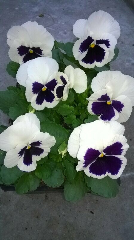 PENSEE Godet 8, 6 plants BLANC MACULE