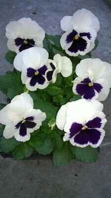 PENSEE Godet 8, 6 plants BLANC MACULE PENSEE Godet 8, 6 plants BLANC MACULE