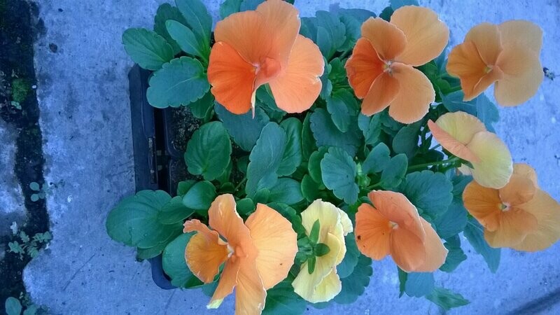 PENSEE Godet 8, 6 plants ORANGE