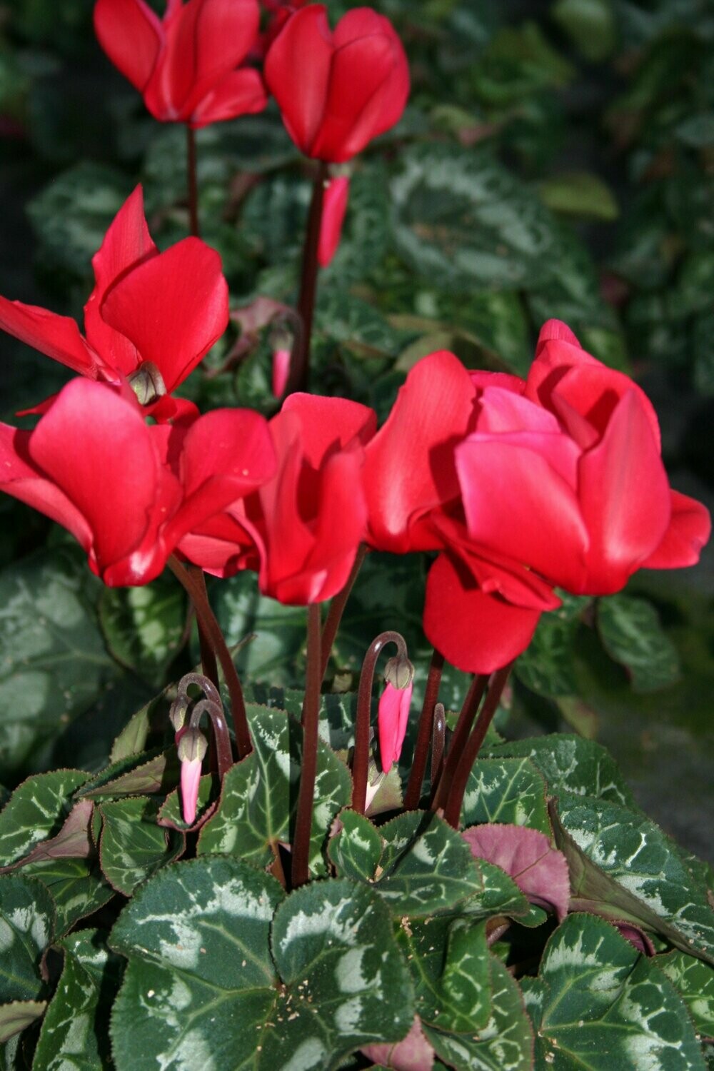 CYCLAMEN ROUGE POT DE 14, 1 plantes
