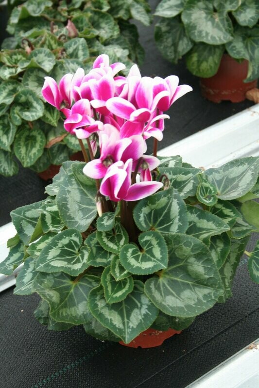 CYCLAMEN POT DE 14, lot de 2 plantes, colorie varie