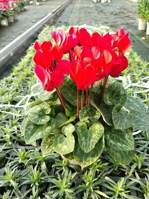 CYCLAMEN MINI ROUGE pot 10 cm CYCLAMEN MINI ROUGE pot 10 cm