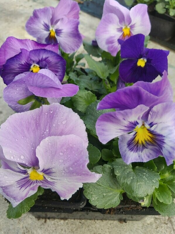 PENSEE Godet 8, 6 plants LAVANDE