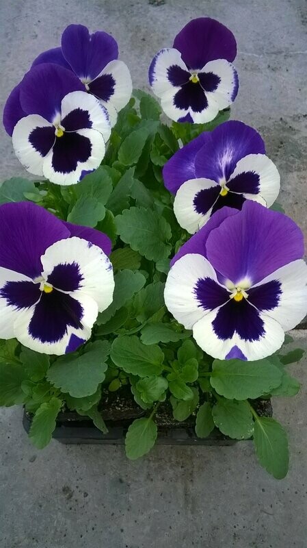 PENSEE Godet 8, 6 plants BLANC VIOLET