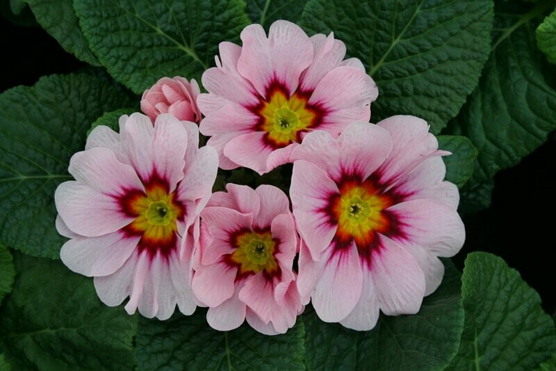 PRIMEVERE des jardins ROSETENDRE  POT DE 10