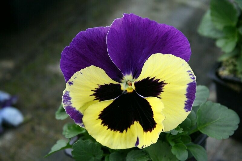 PENSEE Godet 8, 6 plants JAUNE VIOLET