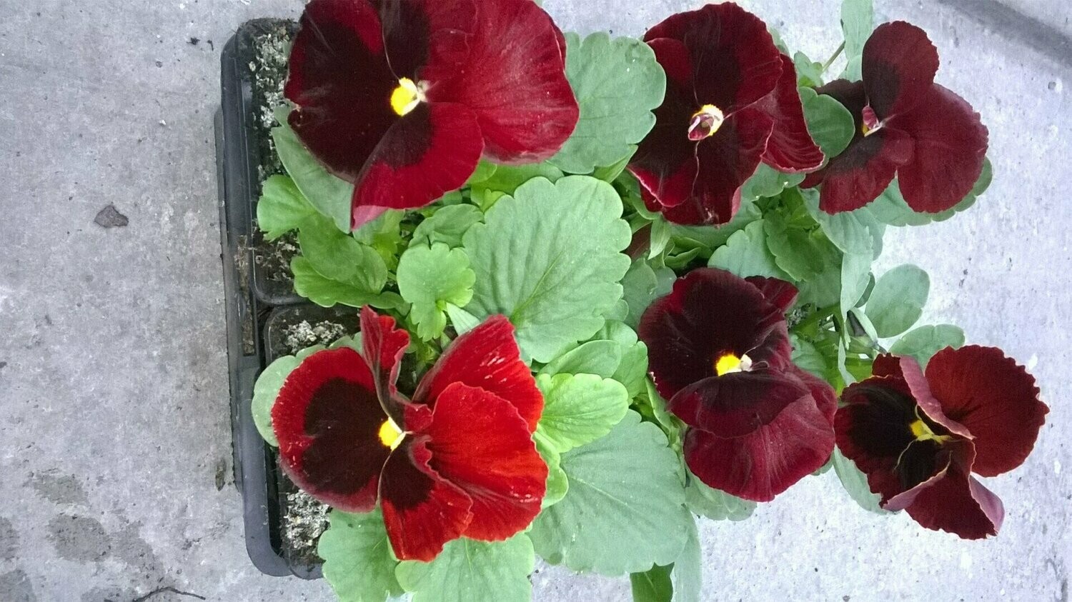 PENSEE Godet 8, 6 plants ROUGE