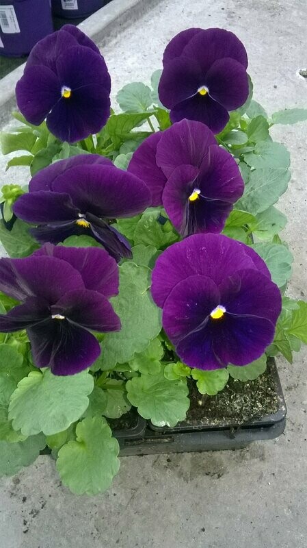 PENSEE Godet 8, 6 plants VIOLET