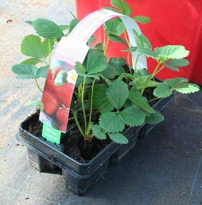 Fraisier rabunda   motte 0,3L