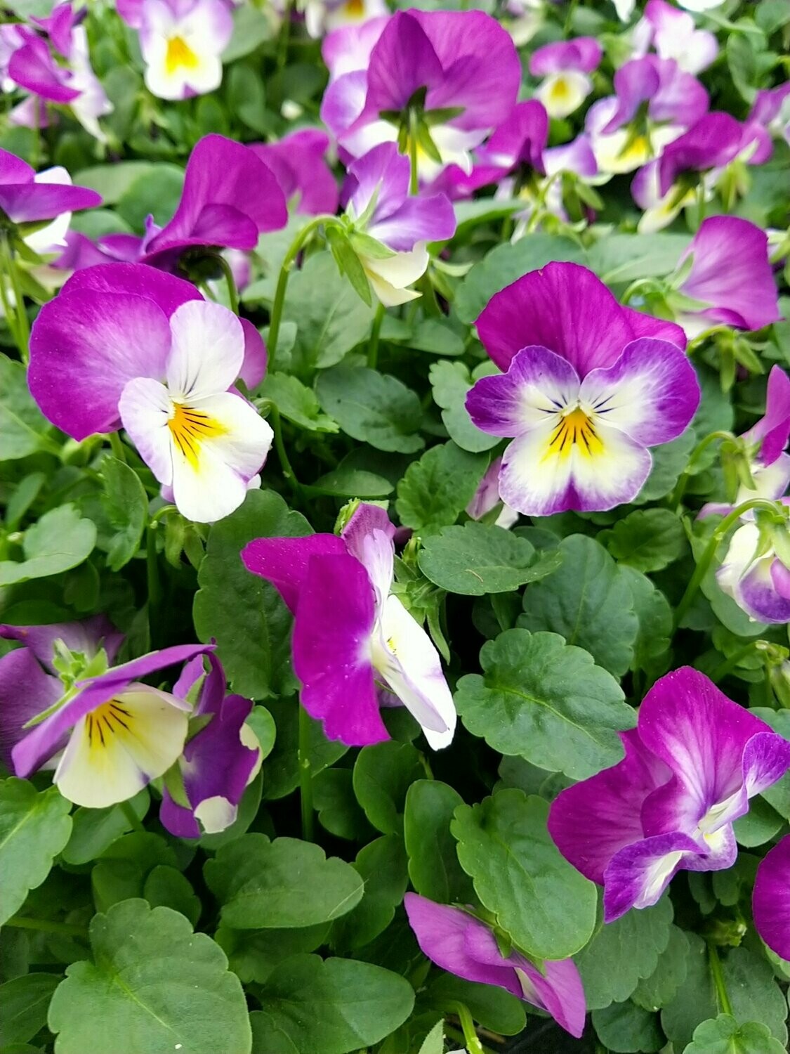 VIOLA CORNUTA BLANC ROSE Motte 0.3L, 6 plants,