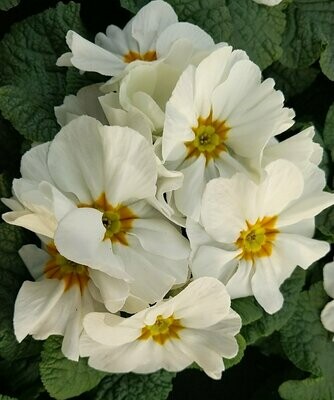 PRIMEVERE des jardins BLANC  POT DE 10