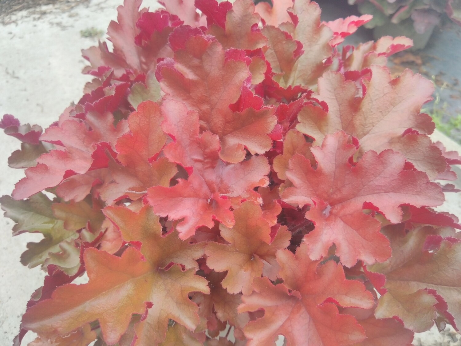 HEUCHERA RED FURY POT 14