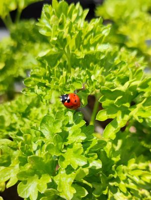 Persil frisé pot 0,5 L